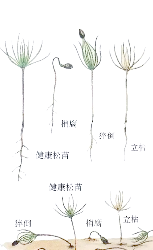 立枯病的危害与防治方法
