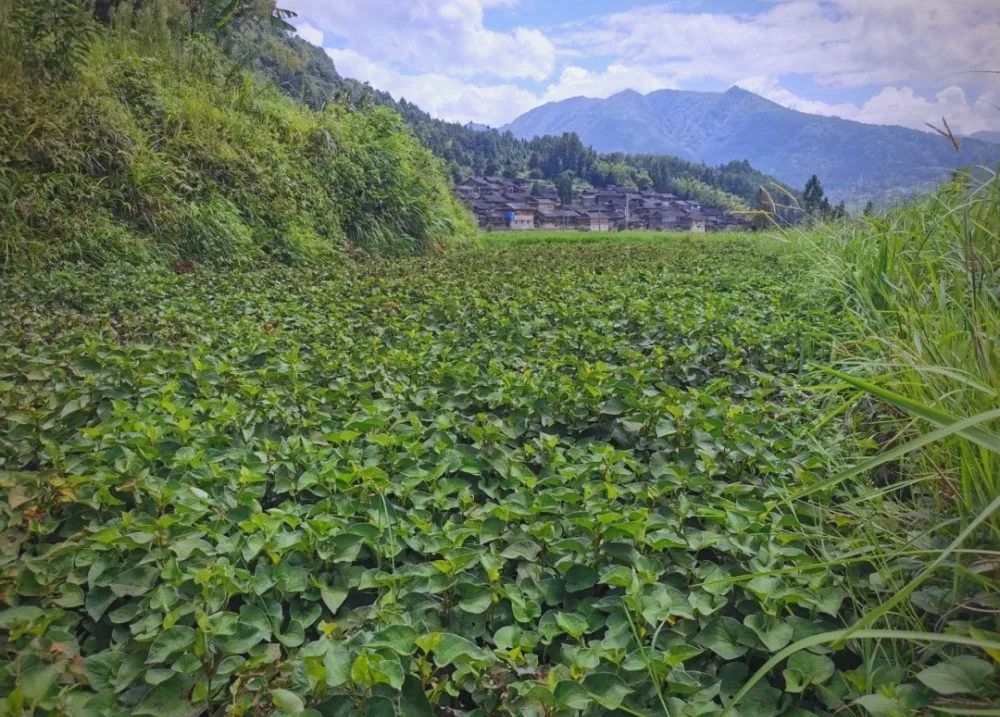 种植折耳根的致富经验与技巧分享