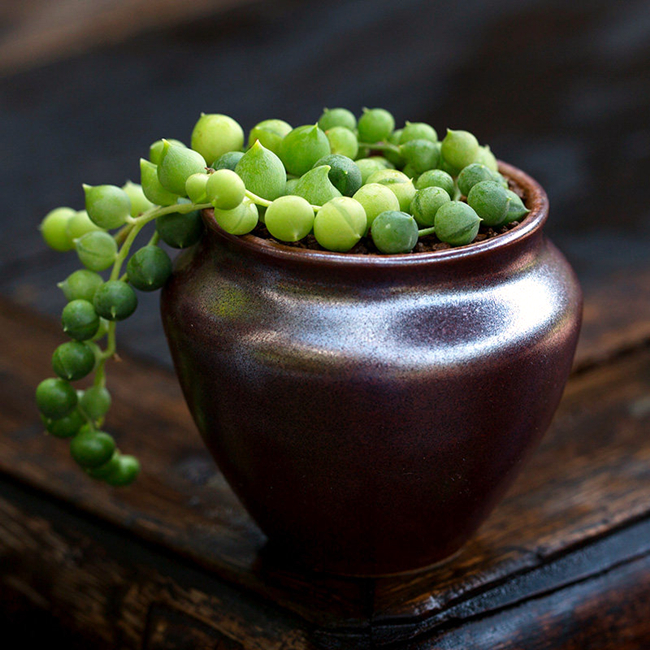 佛珠,锦上珠,京童子,如何区分,听我一一分析!