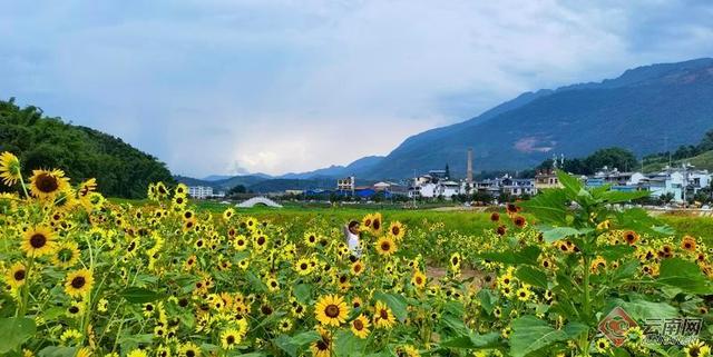 云南镇康县:七彩田园绘就乡村美丽画卷