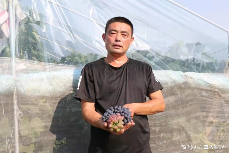 宁阳:华丰镇聚焦水果产业助力乡村振兴