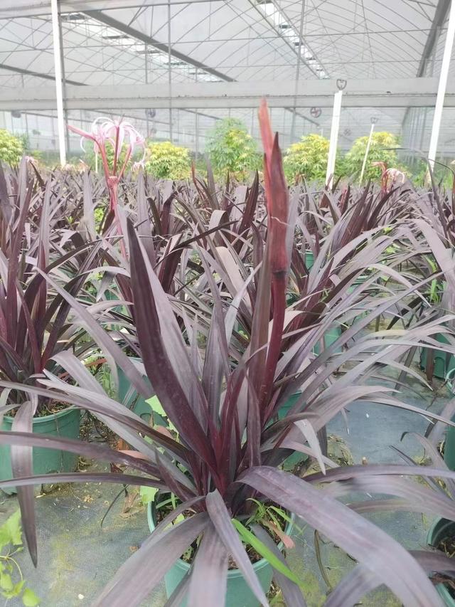 紫叶文殊兰种子催芽方法