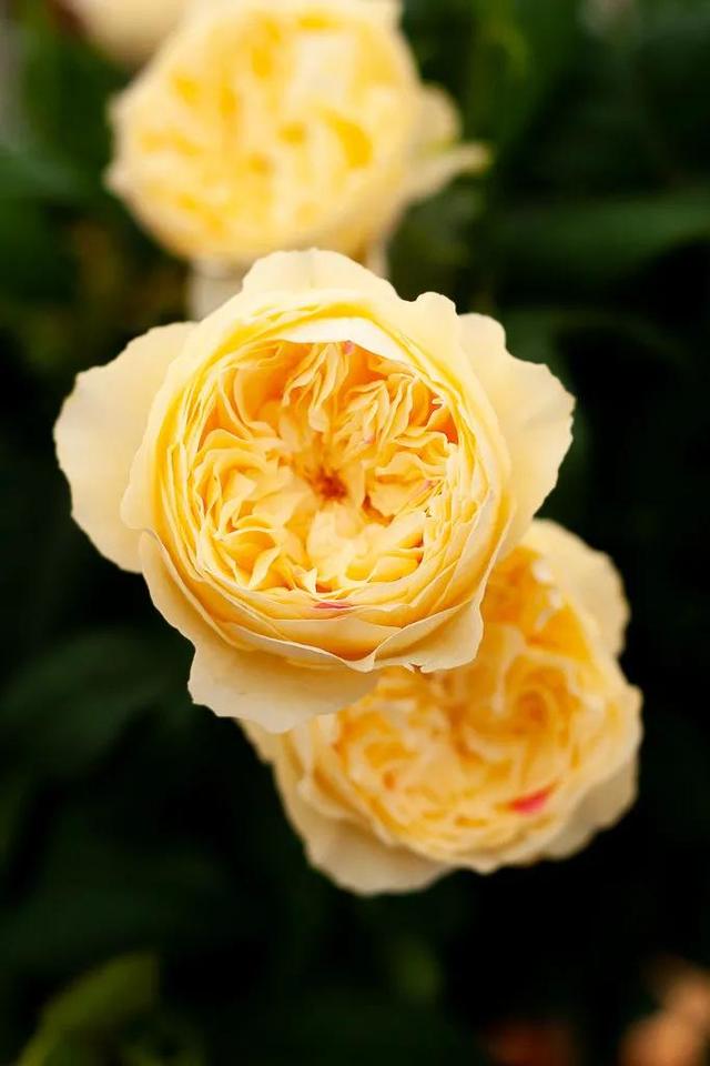 日本"友禅系列"月季品种