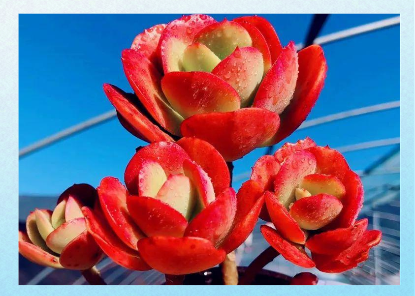 多肉红梅:从形态到悬崖桩养护全攻略