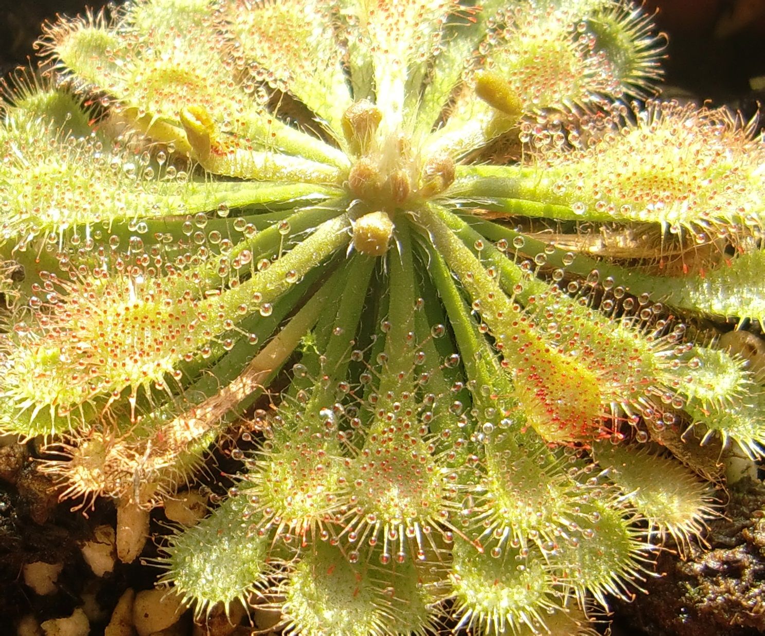 茅膏菜(选自作者原创《百花吟》)