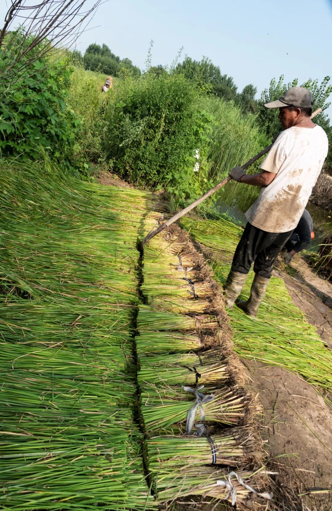 雄安的蒲草,你尝过是什么味道吗?