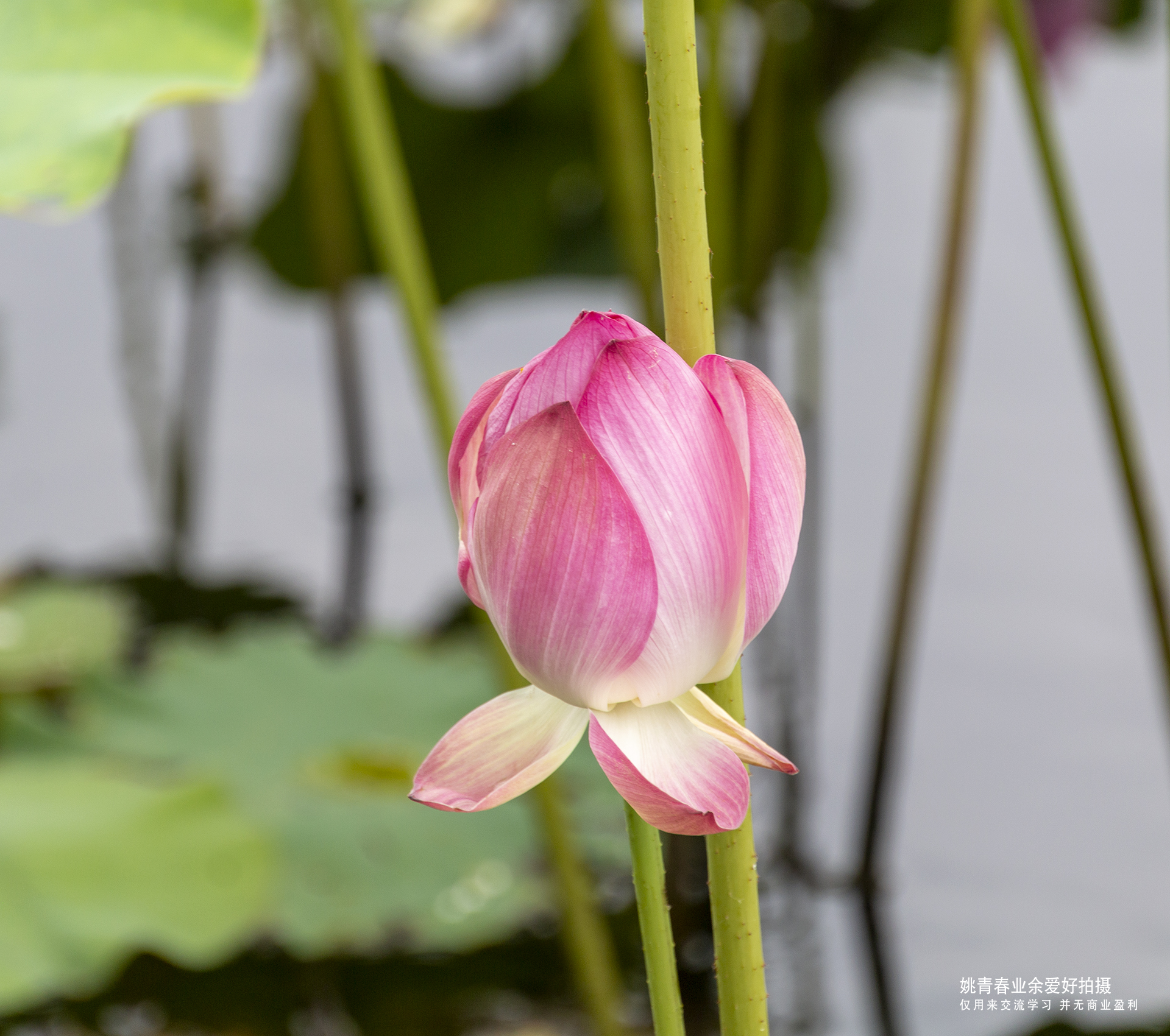 江南可采莲上海航头镇法治公园拍摄 姚青春