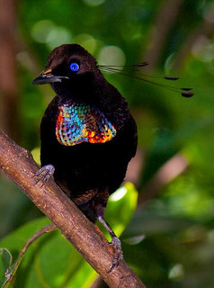 而雌性劳氏六线风鸟跟一般的山鸡并无二致,颜色呈棕色,头顶为黑色虹膜