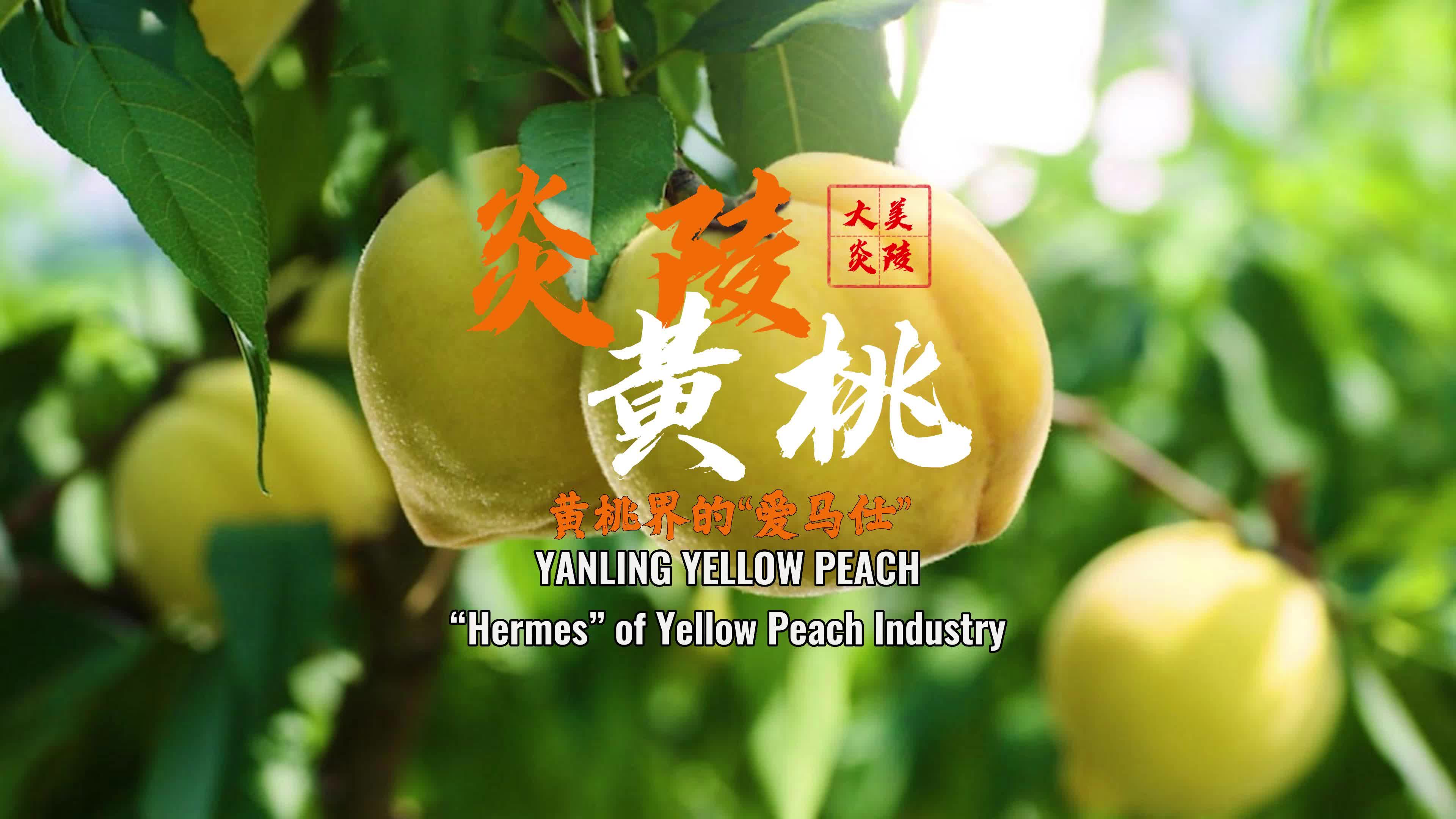 英文版视频|炎陵黄桃——黄桃界的"爱马仕"