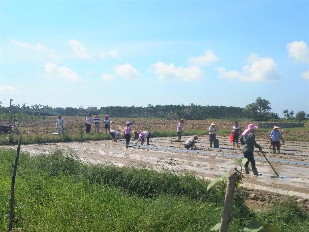 后安镇吴村建立菜篮子示范基地,带动村民增收致富