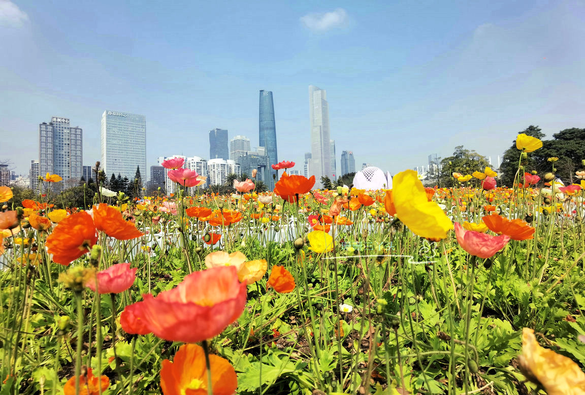 广州这片色彩斑斓的"虞美人"花海,在海心桥旁边,叹:视觉盛宴