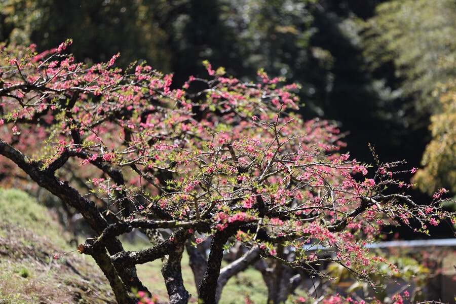 令人"桃醉"!象头山上百亩桃花红艳艳