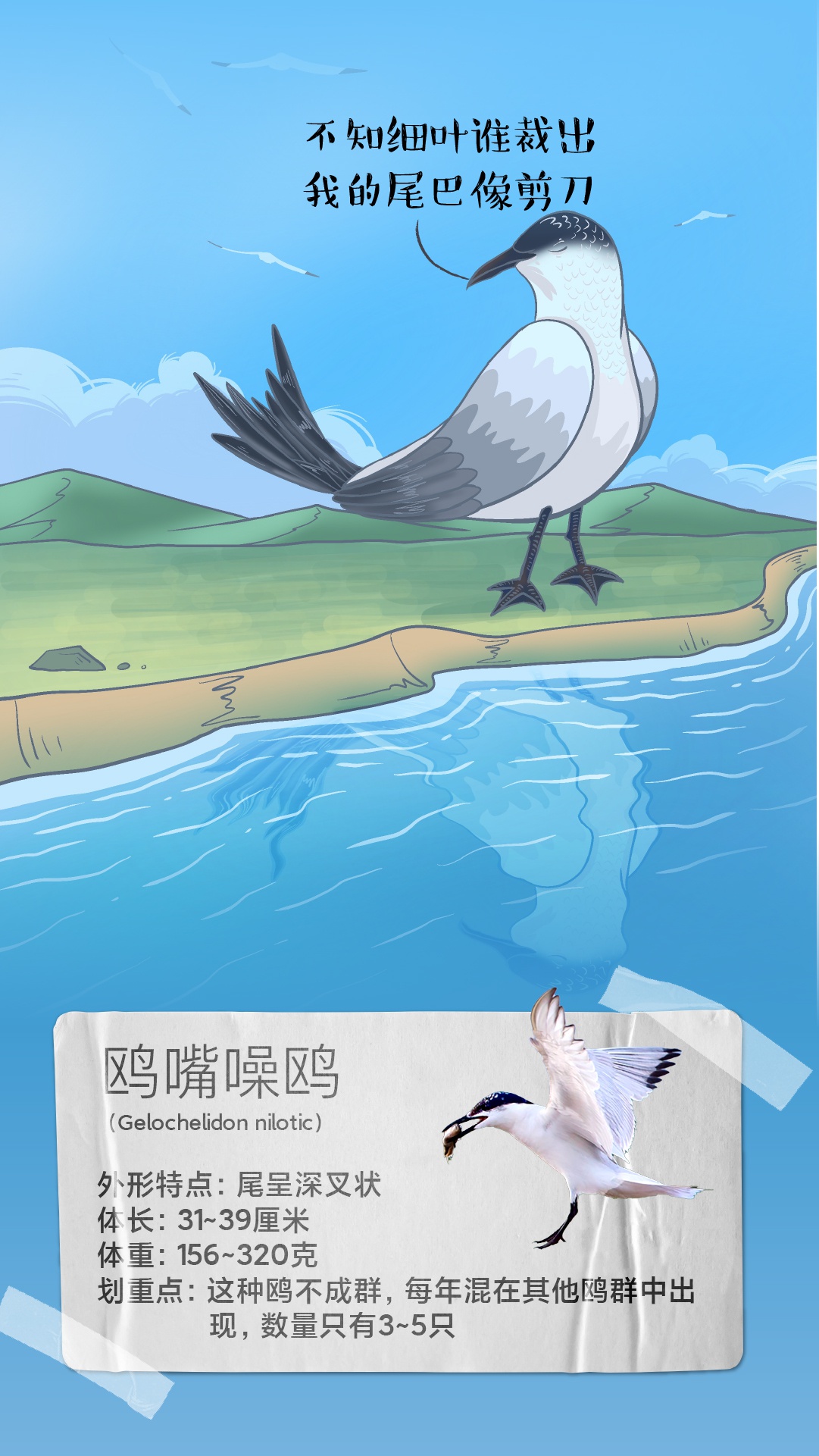 云报图话丨hi昆明人,你去看的红嘴鸥,并不一定就是"红嘴鸥"