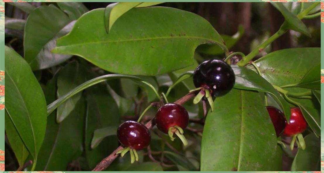 巴西樱桃,这一曾广泛分布于南美洲的珍稀水果,如今已逐渐沦为濒危