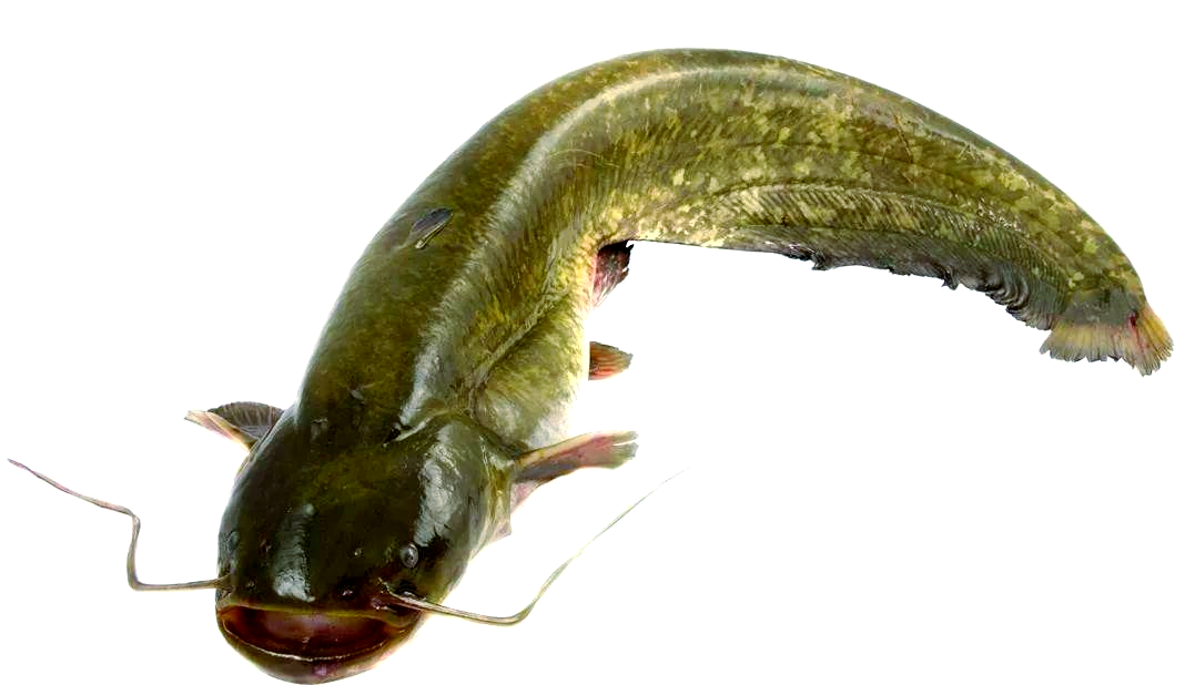 如何区分清江鱼与鲶鱼?