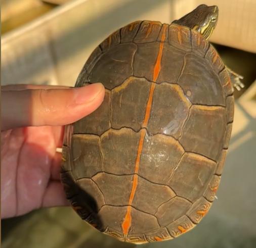 南部锦龟是什么龟?南部锦龟科普介绍,一文搞懂南部锦龟方方面面