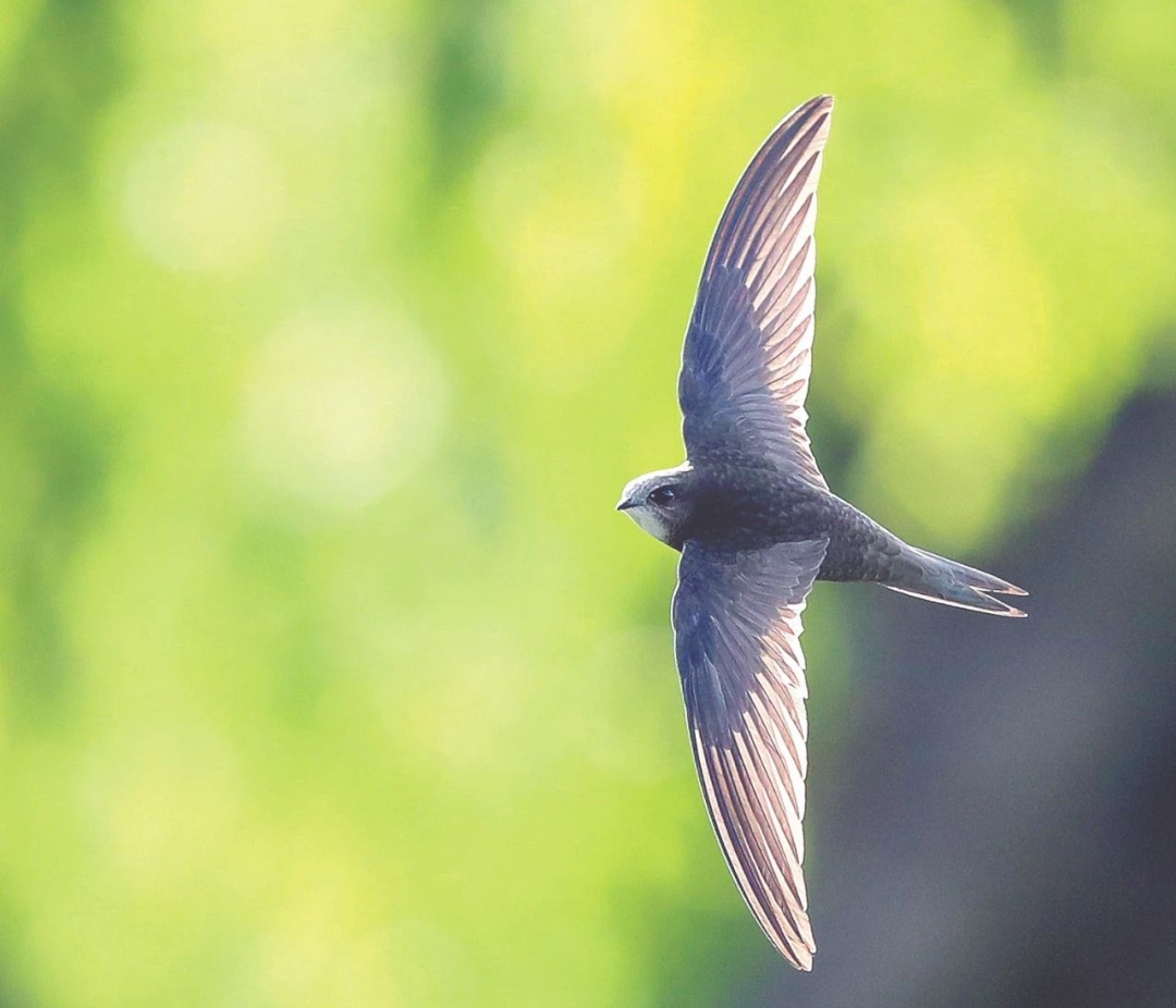 多样之美|飞得最快的鸟:雨燕一生都在飞翔边飞边睡