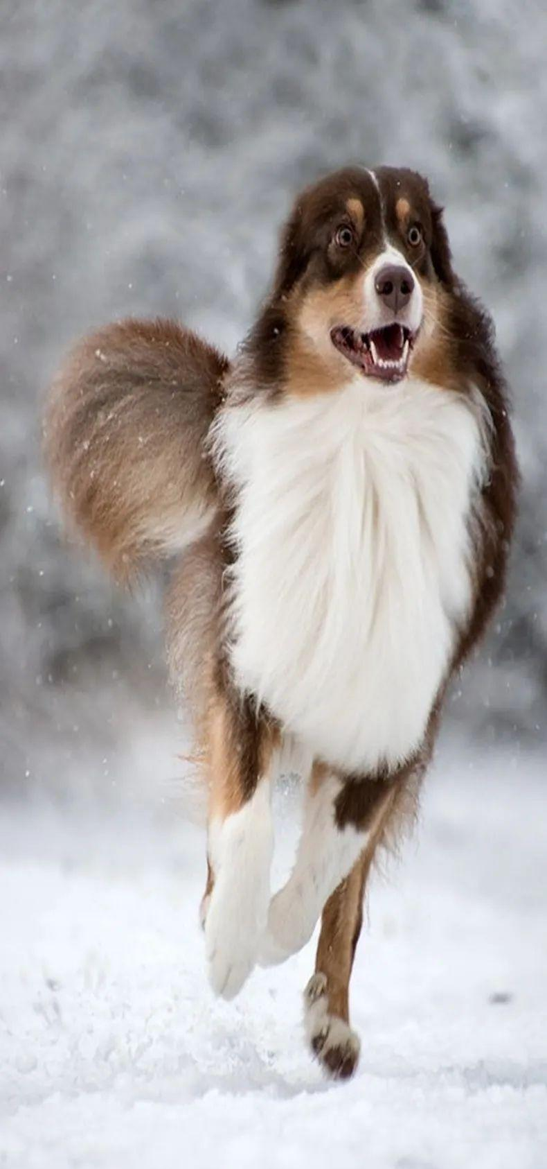 超萌狗狗壁纸大赏:2023年热门手机背景图片推荐!