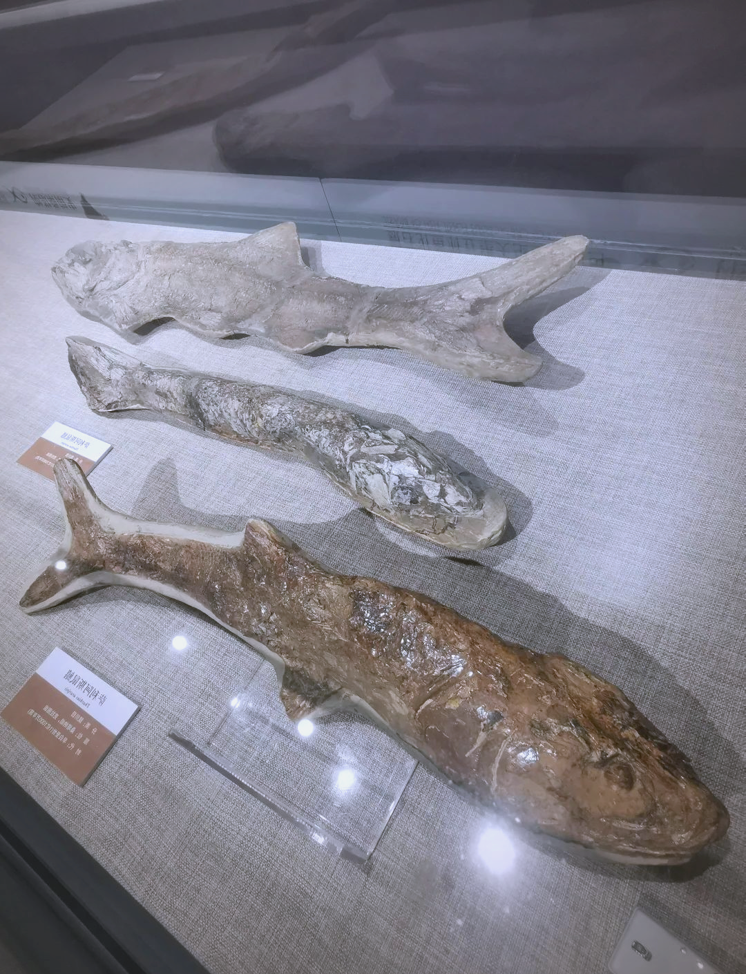 参观巴西桑塔纳鱼化石展:一次跨越时空的奇妙体验