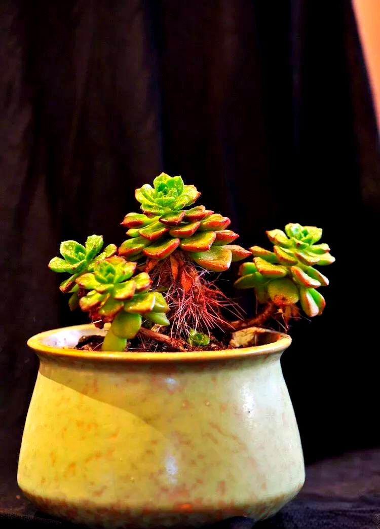 蒂亚多肉植物:光照与温差下的红绿变化