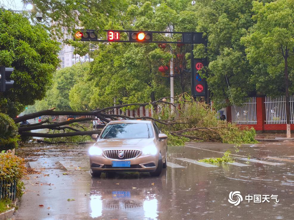树木倒伏 江西东乡出现12级雷雨大风堪比台风