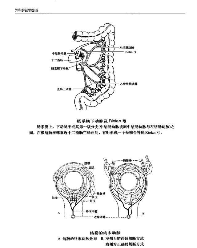 解剖图腹部图片