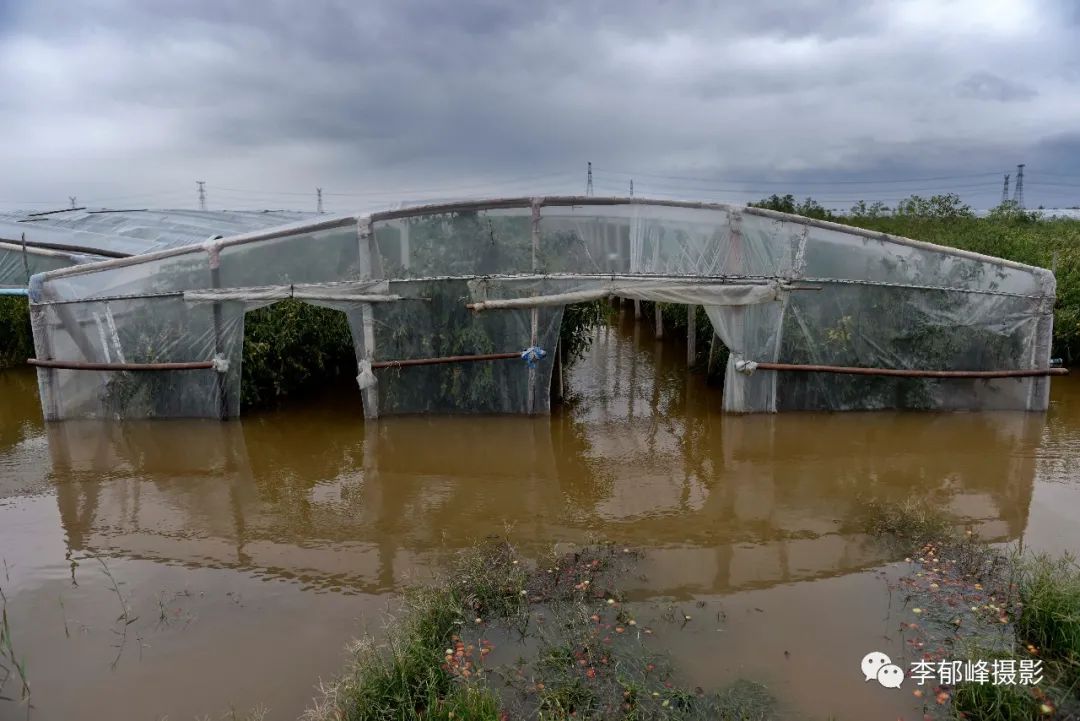 山西运城,连续多日的强降雨致使农田内涝,枣农自制小船趟水抢收冬枣