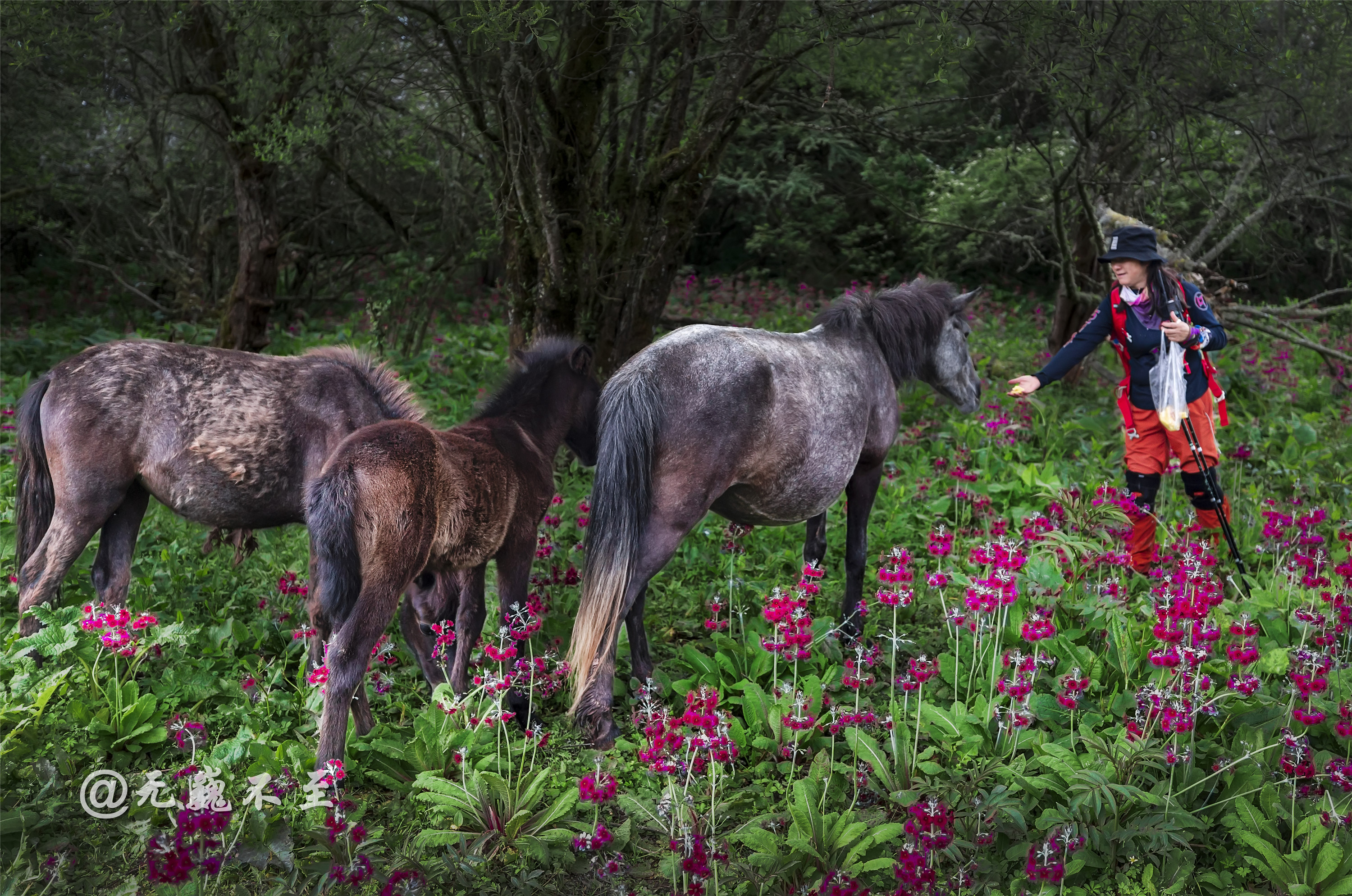 雅安汉源桌子山,粉被灯台报春花开,马卧花丛乐翻天