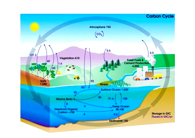 全球碳循环:生物圈与岩石圈的互动