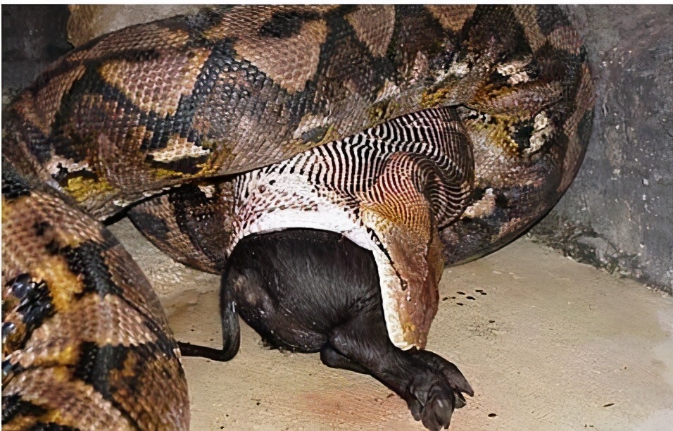 这是全世界最大的蛇,超过1吨重,连恐龙都是其日常的下饭菜!