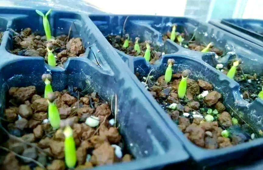 如何识别布纹球雌雄?从开花形态看端倪