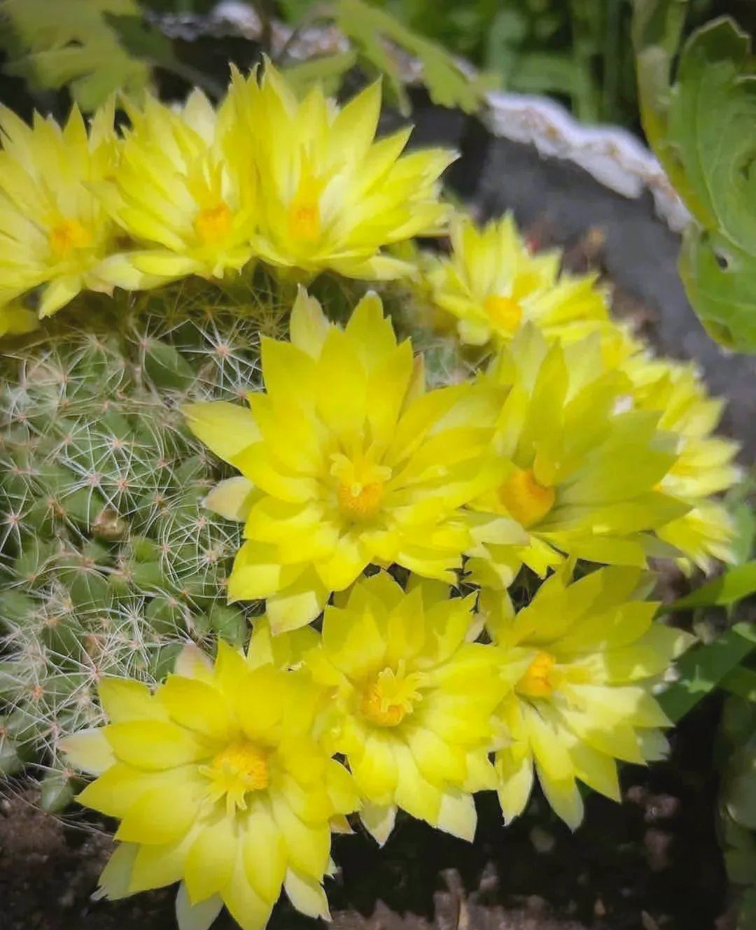 金星仙人球:仙人球中的"花量之星",绚丽花海与迷人香气引众多植物爱好