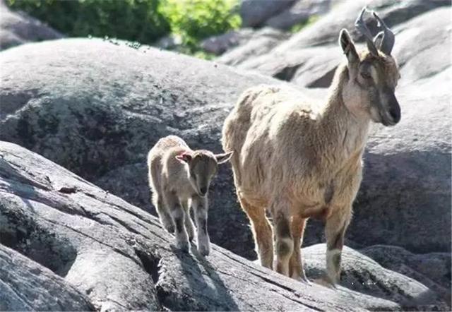 喜马拉雅发现螺角山羊,公羊求偶把同伴推下悬崖,雪豹趁机来捕食