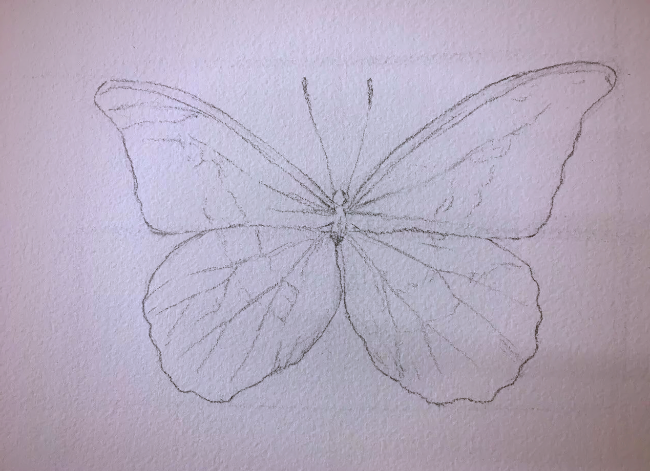 轻松几步,画出属于你的光明女神蝶