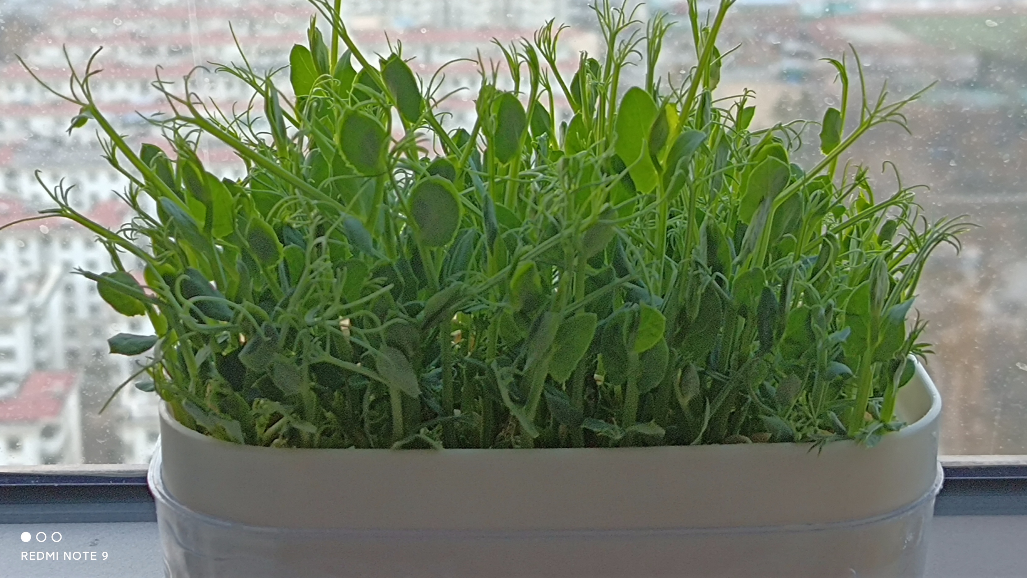 在家自己水培豌豆苗,无添加绿色又美味,凉拌豌豆苗清脆爽口