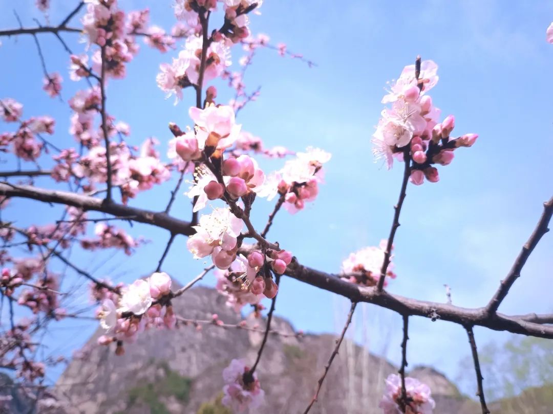 初春开的花有哪些图片图片