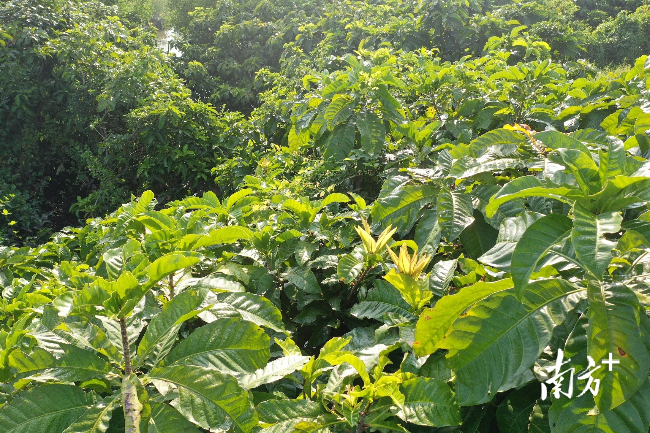 遂溪天然玉蕊林数量面积均居全国之首