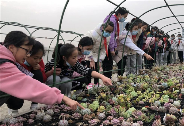 植树节,成都市金泉小学学子学习种多肉