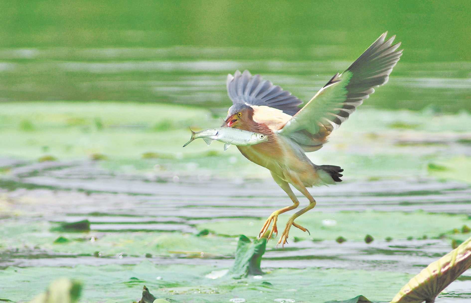 秦岭野生动物保护 黄苇鳽