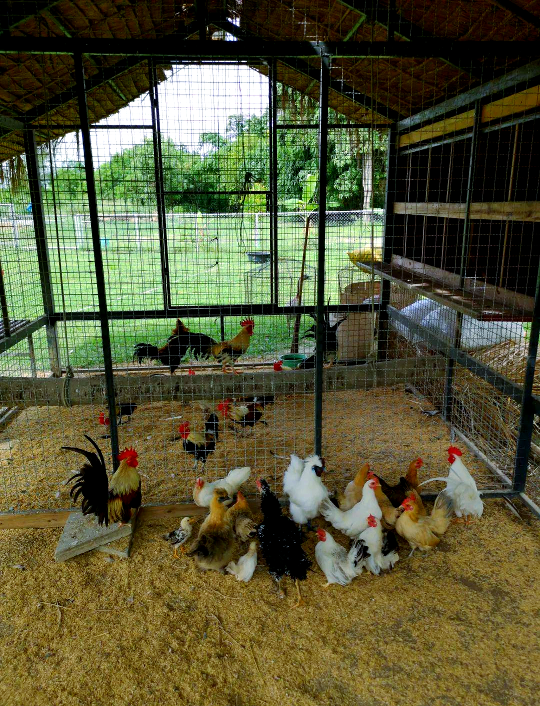 如何轻松搭建鸡棚?鸡棚建设的详细步骤与注意事项