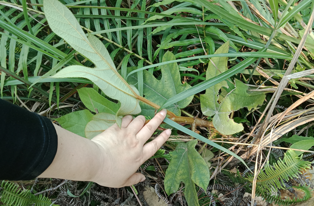 它为"人参草",如果也长在您家山坡,请别因叶子漂亮而采摘破坏