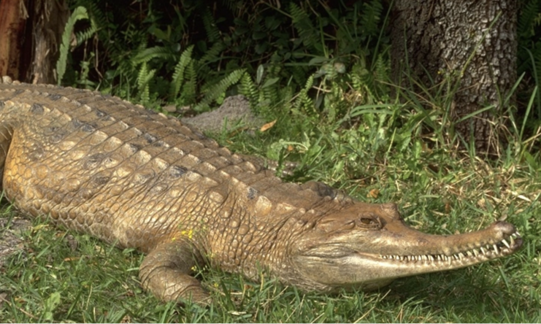 石油马来鳄——黄冈大别山世界地质公园博物馆精品标本科普推文(三十
