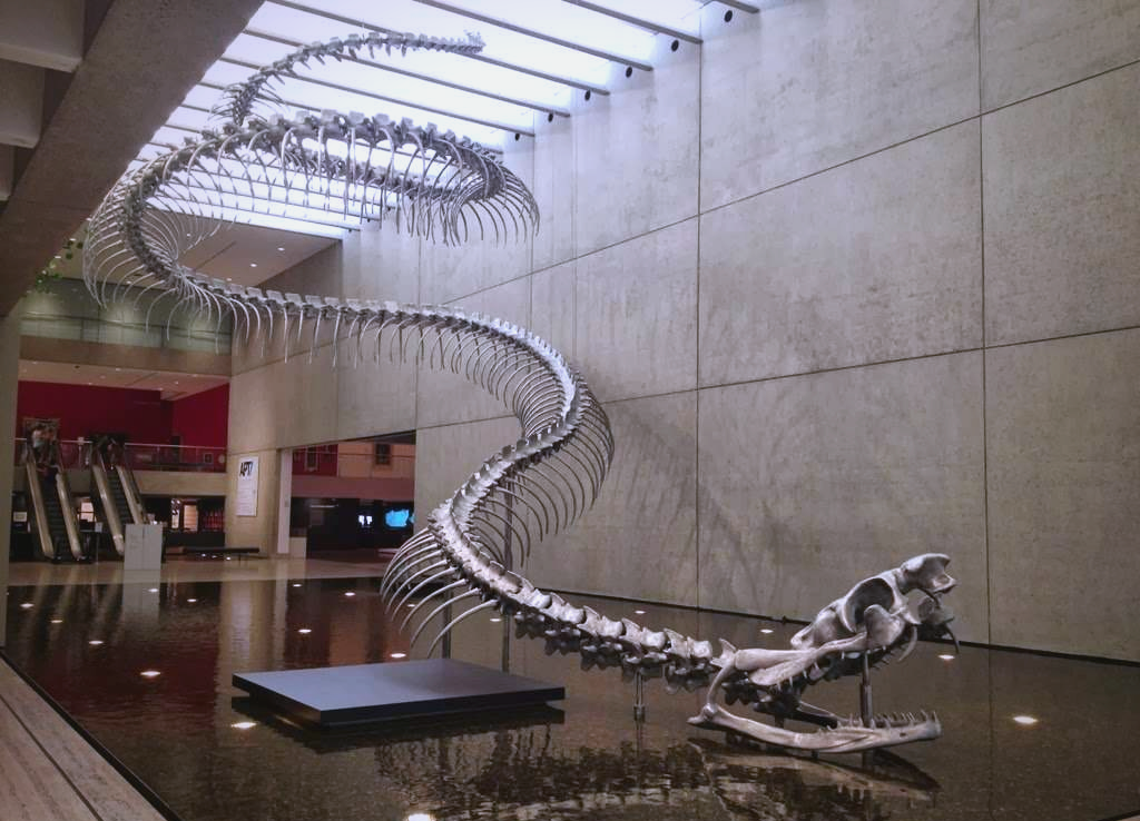 这些泰坦蟒化石的体型极为庞大,体长普遍超过15米,体重更是高达1吨