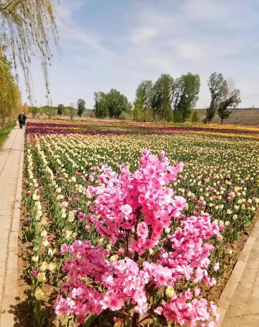 芳草湖垦区图片