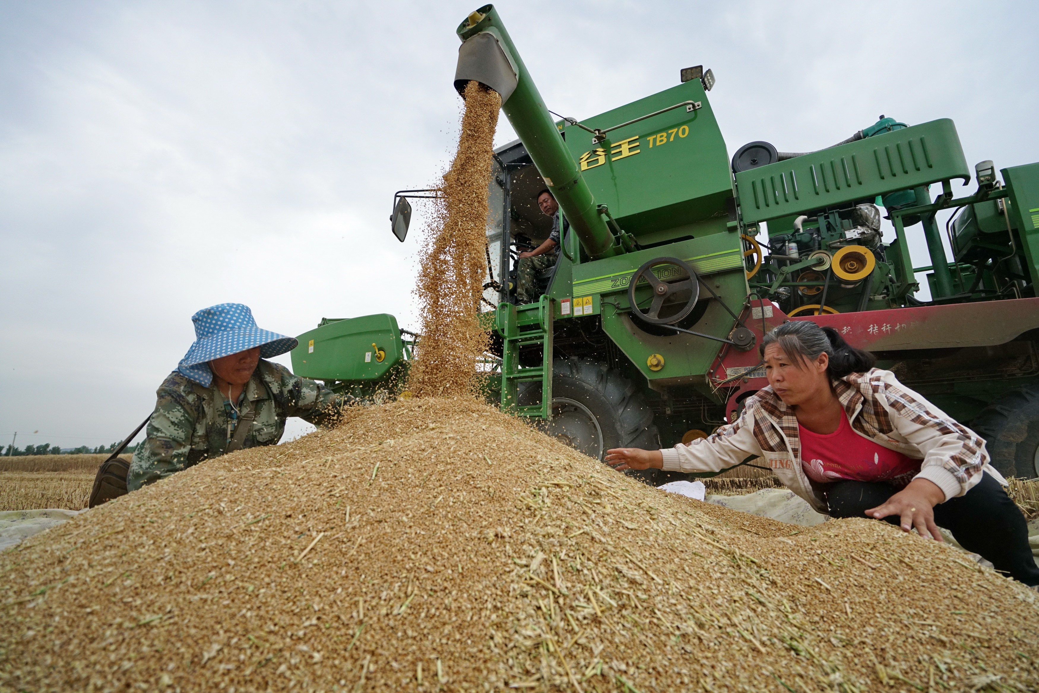 河北滦州:抢收小麦 颗粒归仓