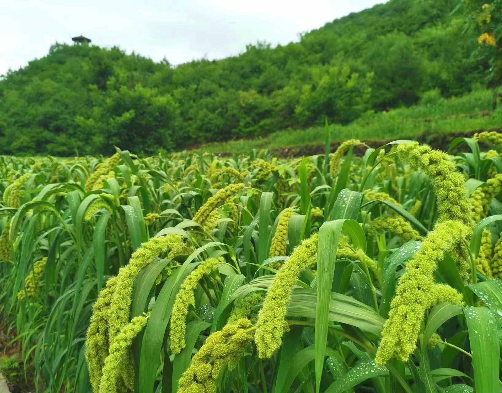 预计每亩产量200公斤!门头沟150亩新谷子进入抽穗期