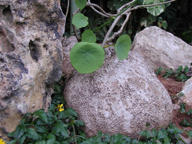 室内爬藤植物?试一试山乌龟吧