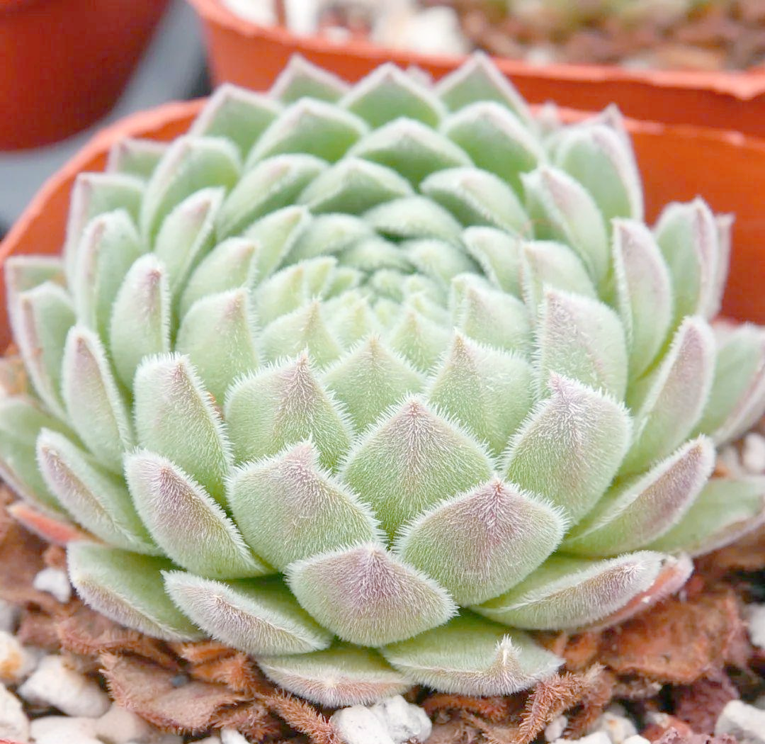 长生草属:多肉植物中的绿色宝藏