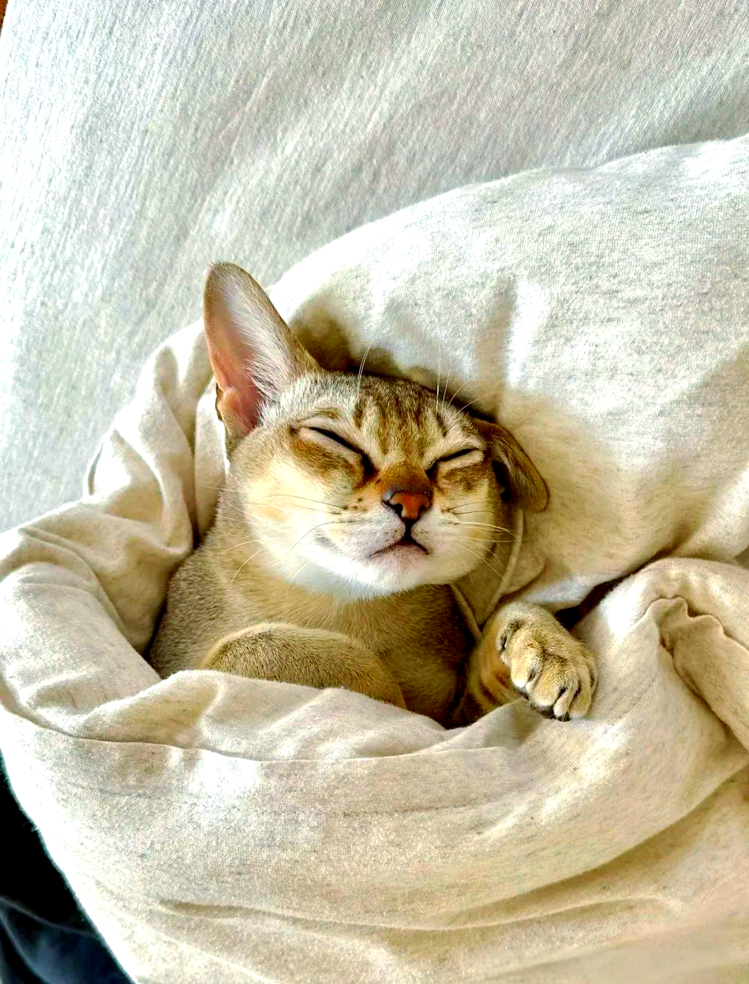 探索新加坡猫:优雅与机敏的都市精灵