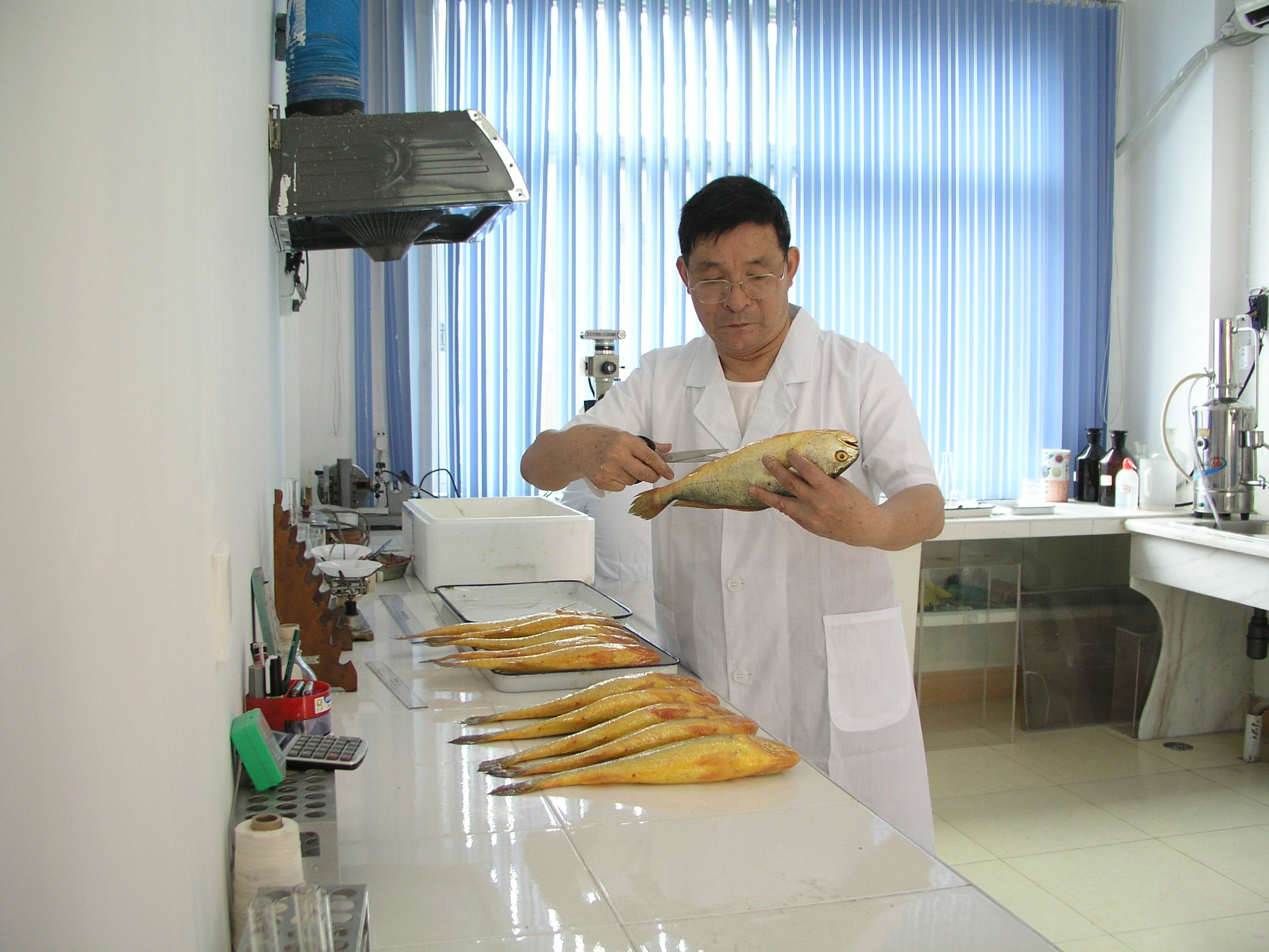 宁德水产技术站专家刘家富探索研究大黄鱼养殖技术40余年,实现养殖